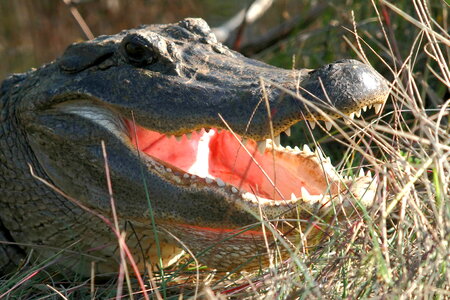 Alligator american strike photo