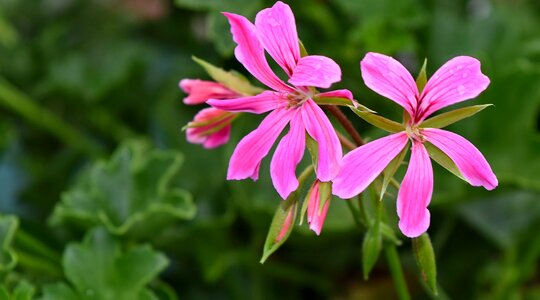 Flora nature flower photo