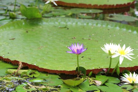 Aquatic beautiful beautiful flowers