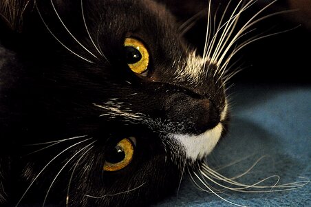 Animal pet cute