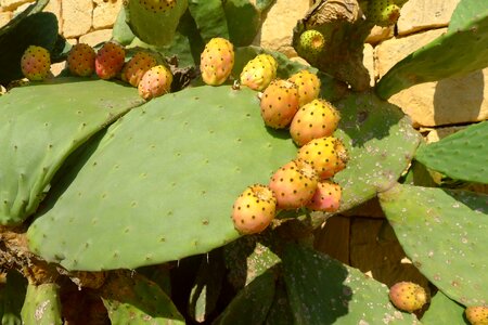 Plant malta gozo