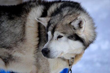 Sled dogs siberian huskies photo