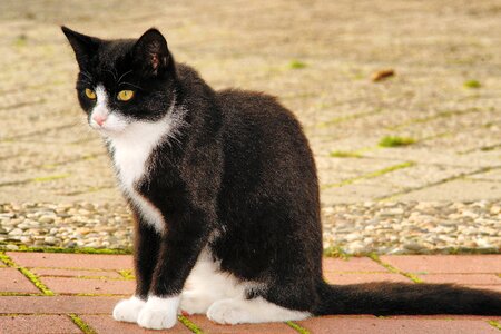 Domestic cat felidae black and white