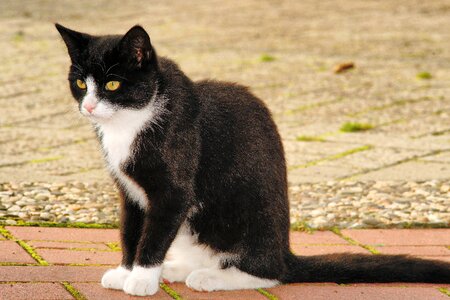 Domestic cat felidae black and white photo