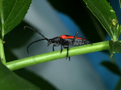 Valley Elderberry Longhorn Beetle-3 photo