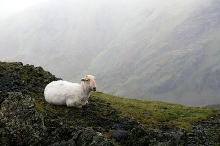 Sheep lying down in the hills