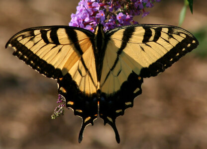 Eastern Tiger Swallowtail,Papilio glaucus Butterfly photo
