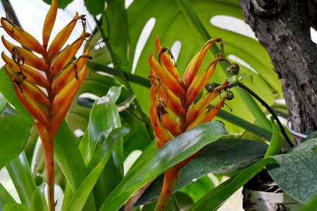 Rain Forest tropical nature