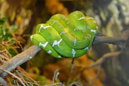 Green Snake python animal photo