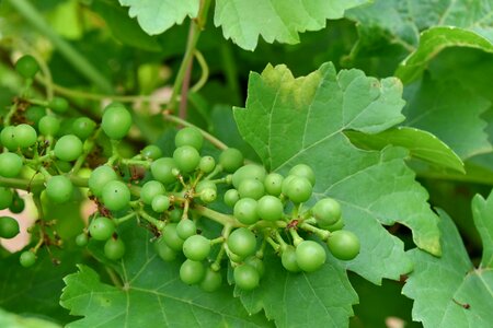 Grapes grapevine green leaves photo