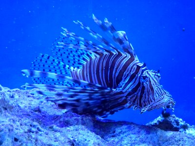 Fish sea marine
