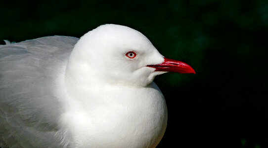 Red-billed Gull photo