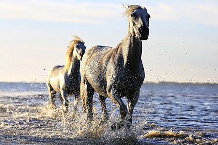 Animals beautiful photo horse