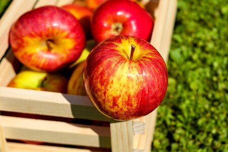 Harvest Apples