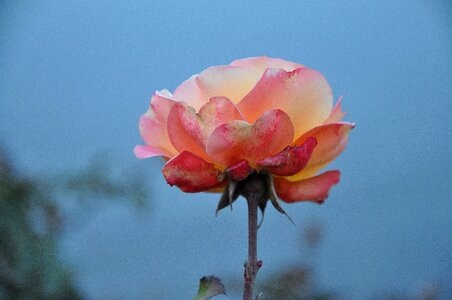 Macro pink rose