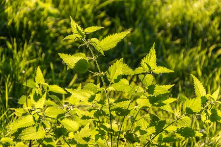 Green nature plant
