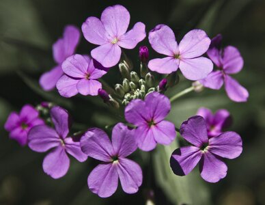 Petal floral plant photo