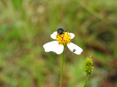 Lovebug on flower-3