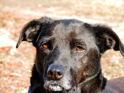 Shepherd Dog animal canine photo