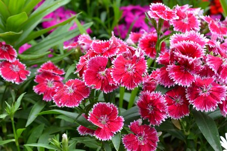 The pink flowers garden nature