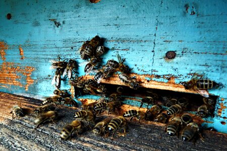 Beeyard bees insects