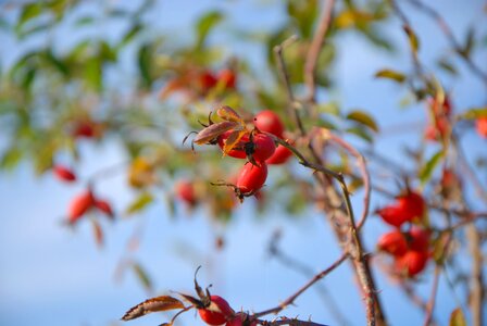 Plants nature rose hips photo