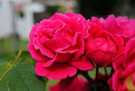 Rose bush rose bloom