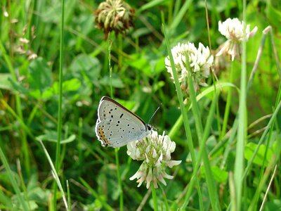 Bug butterfly copper