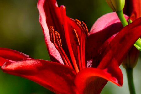 Beautiful Flowers beautiful photo bloom