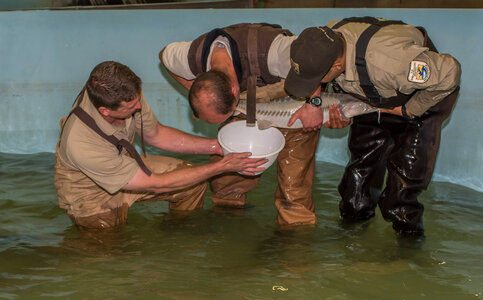 Hatchery workers spawn Endangered pallid sturgeon-5