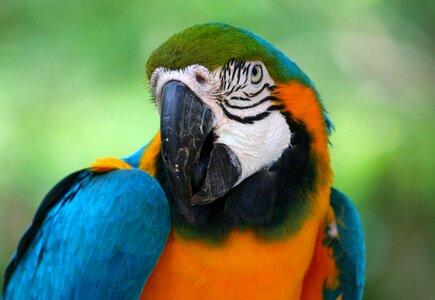 Beak colorful feather photo