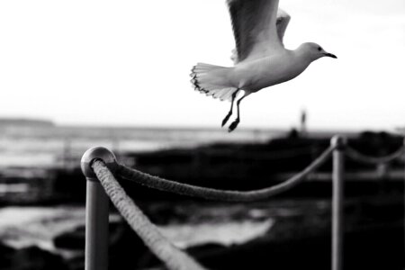 Animal aquatic bird bird