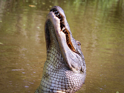 American Alligator in Louisiana Swamp