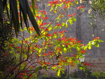 Autumn beautiful branch