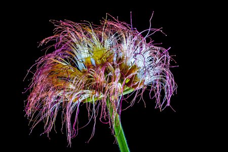 Blossom bloom hairy