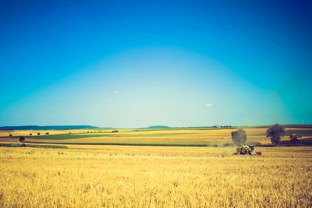 Agriculture blue sky cereal photo