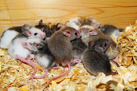 Rodents society close up