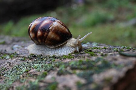 Animal invertebrate snail photo