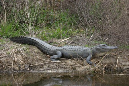 Alligator animal pond
