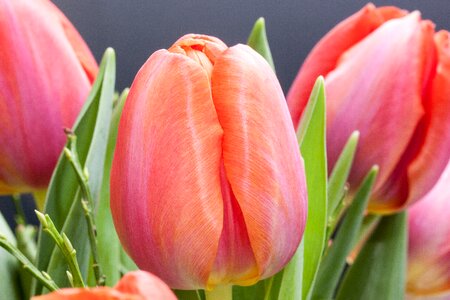 Nature flowers tulips