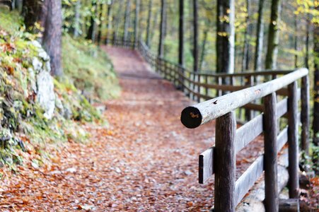 Trail landscape wood