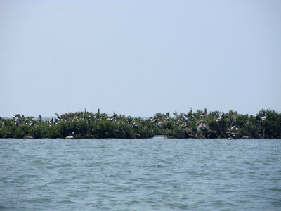 Pelicans at Breton National Wildlife Refuge