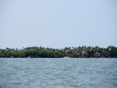 Pelicans at Breton National Wildlife Refuge photo