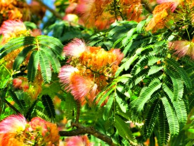 Beautiful Flowers biology blooming