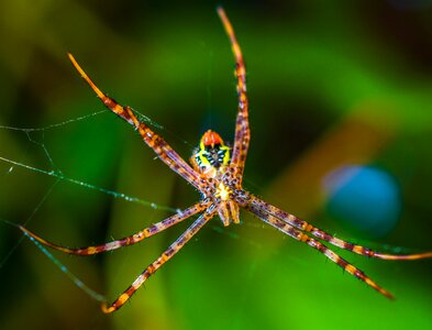 Arachnid web close up