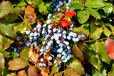 Autumn Season berries shrub photo