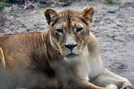 Animal world lion lioness photo