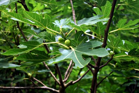 Fig fruit leaves