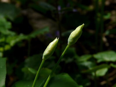 Plant white allium ursinum photo