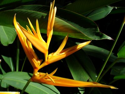 Plant nature garden